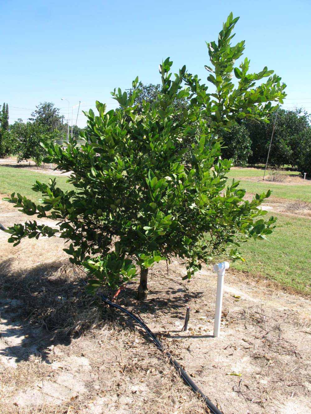            Habit (Winter Haven, FL)   